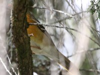 Abyssinian Ground Thrush (Geokichla piaggiae)