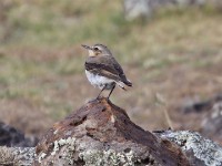 Northern Wheatear (Oenanthe oenanthe)