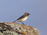 Pied Wheatear (Oenanthe pleschanka)