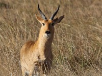 Bohor Reedbuck (Redunca redunca)