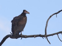 Lappet-faced Vulture (Torgos tracheliotos)