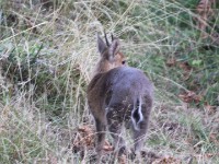Common Duiker (Sylvicapra grimmia)
