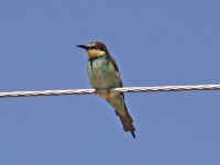 European Bee-eater (Merops apiaster)