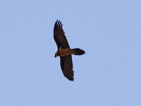 Bearded Vulture (Gypaetus barbatus) Lammergeier