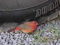Red-billed Firefinch (Lagonosticta senegala)