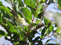 Abyssinian White-eye (Zosterops abyssinicus)