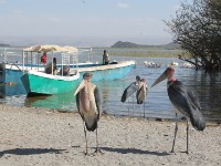 Marabou Stork (Leptoptilos crumenifer)