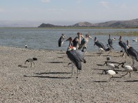 Marabou Stork (Leptoptilos crumenifer African Sacred Ibis (Threskiornis aethiopicus)
