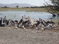 Marabou Stork (Leptoptilos crumenifer African Sacred Ibis (Threskiornis aethiopicus) Great White Pelican (Pelecanus onocrotalus)