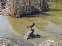 Hamerkop (Scopus umbretta)