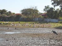 Great White Pelican (Pelecanus onocrotalus)