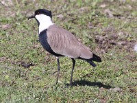 Spur-winged Lapwing (Vanellus spinosus)