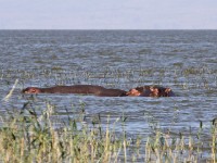 Hippopotamus (Hippopotamus amphibius)