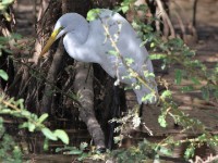 Great Egret (Ardea alba)