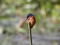 Malachite Kingfisher (Corythornis cristatus)