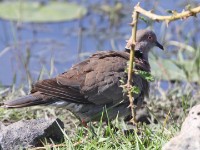 Mourning Collared Dove (Streptopelia decipiens)