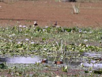 African Pygmy Goose (Nettapus auritus)