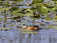 African Pygmy Goose (Nettapus auritus)