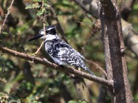 Pied Kingfisher (Ceryle rudis)