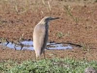 Squacco Heron (Ardeola ralloides)