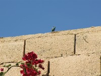 Haile Resort Awassa Agama