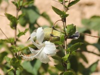 Beautiful Sunbird (Cinnyris pulchellus)