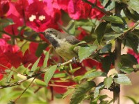Beautiful Sunbird (Cinnyris pulchellus)