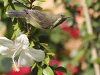 Beautiful Sunbird (Cinnyris pulchellus)