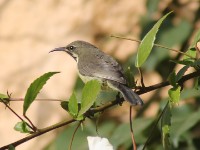 Beautiful Sunbird (Cinnyris pulchellus)