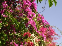 Haile Resort Awassa