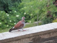Speckled Pigeon (Columba guinea)