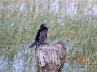 Reed Cormorant (Microcarbo africanus)