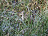 Squacco Heron (Ardeola ralloides)