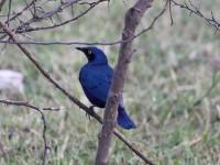 Greater Blue-eared Starling (Lamprotornis chalybaeus)