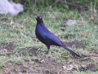 Rüppell's Starling (Lamprotornis purpuroptera)