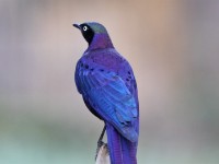 Rüppell's Starling (Lamprotornis purpuroptera)