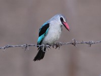 Woodland Kingfisher (Halcyon senegalensis)
