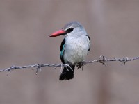 Woodland Kingfisher (Halcyon senegalensis)