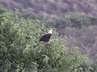 African Fish Eagle (Haliaeetus vocifer)