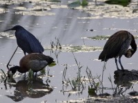 Black Heron (Egretta ardesiaca) White-faced Whistling Duck (Dendrocygna viduata)