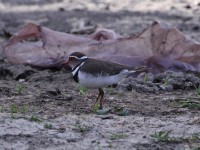 Three-banded Plover (Charadrius tricollaris)