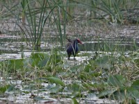 African Swamphen (Porphyrio madagascariensis)