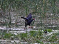 African Swamphen (Porphyrio madagascariensis)