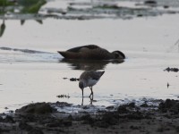 Marsh Sandpiper (Tringa stagnatilis)