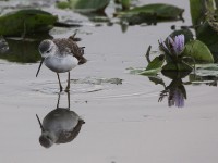 Marsh Sandpiper (Tringa stagnatilis)