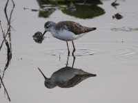 Marsh Sandpiper (Tringa stagnatilis)