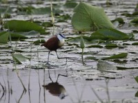 African Jacana (Actophilornis africanus)