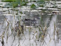 Garganey (Anas querquedula)