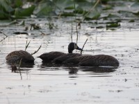 White-faced Whistling Duck (Dendrocygna viduata)