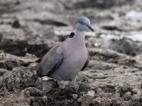 Mourning Collared Dove (Streptopelia decipiens)